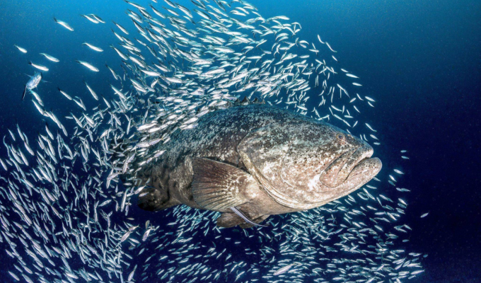 Гуаса: Хищный «камень» Атлантики. Мощная рыба размером с корову ест акул и устраивает засады дайверам (9 фото)