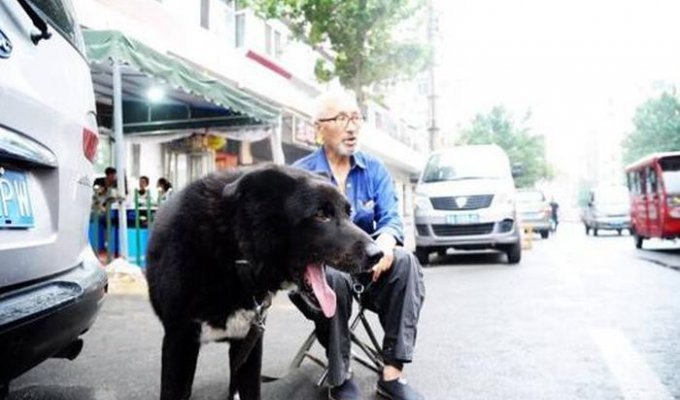 Пожилой китаец завещал все свои деньги собаке (3 фото)
