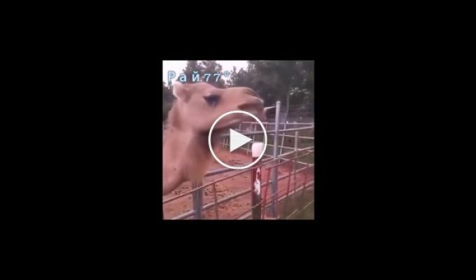 Голодный верблюд попробовал на вкус густую шевелюру посетительницы