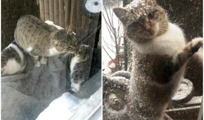 Отчаянная мать в мороз принесла котят к людям, и только через год вернулась сама (7 фото + 1 видео)