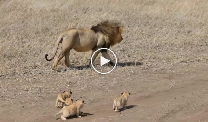 Лев убегает от жаждущих внимания львят