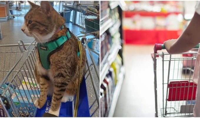 Фото кошки в тележке супермаркета вызвало кучу споров (5 фото)