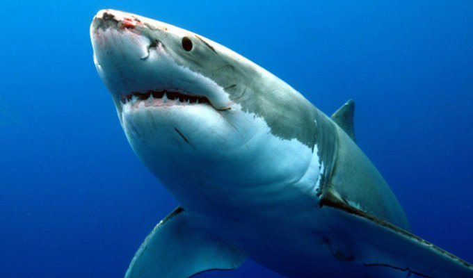 5 зверских фактов о сексе акул, которые ты точно не знали! (6 фото)