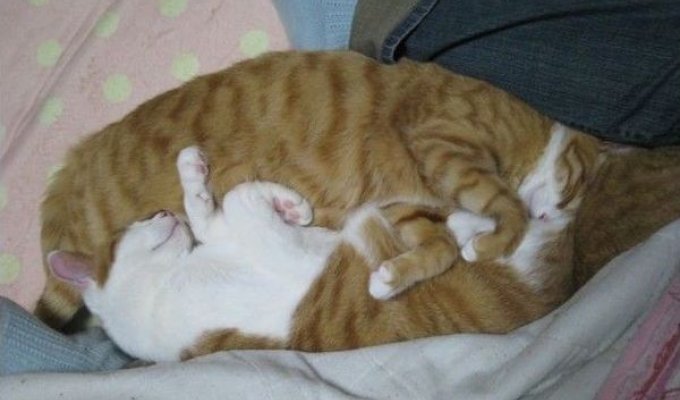 Кошки как брат и сестра (10 фото)