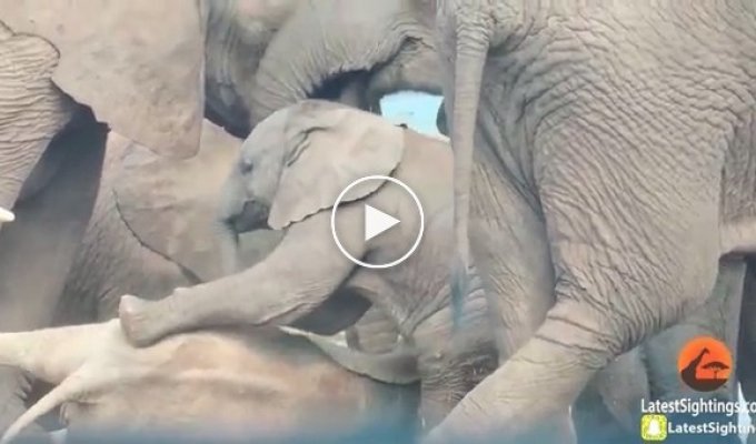 Как смешные слонята играют рядом с родителями