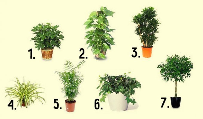 7 лучших комнатных растений для очистки воздуха в помещении (1 фото)