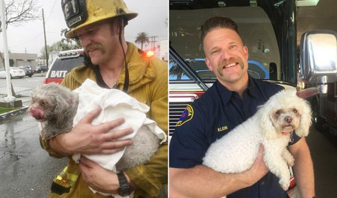Пожарный реанимировал маленькую собаку с помощью искусственного дыхания «рот-в-рот» (12 фото)