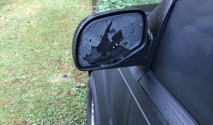 Дятел-вандал разбил десятки автомобильных зеркал (2 фото)