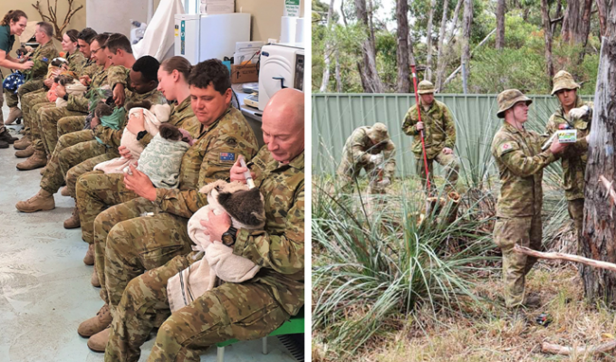 Австралийские военнослужащие в свободное время выхаживают коал (5 фото + 1 видео)