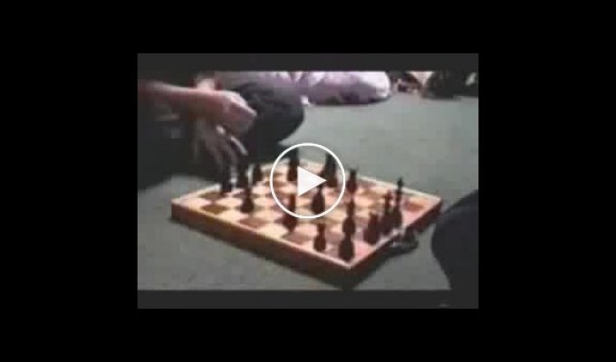 Забавный хомяк играет в шахматы :)