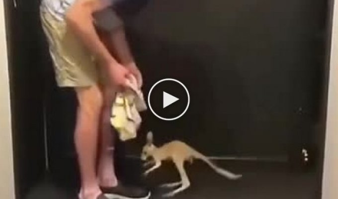 Маленькое кенгуру из Австралии