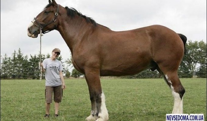 Самая большая лошадь в мире (6 фото)