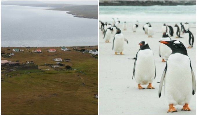 На продажу выставлен остров Фолклендского архипелага: пингвины прилагаются (8 фото)