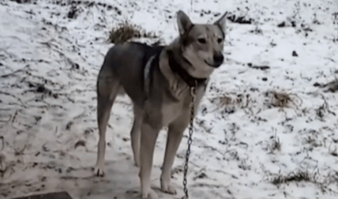 В Гатчинском районе собака нашла себе детеныша, который оказался диким зверем (5 фото)