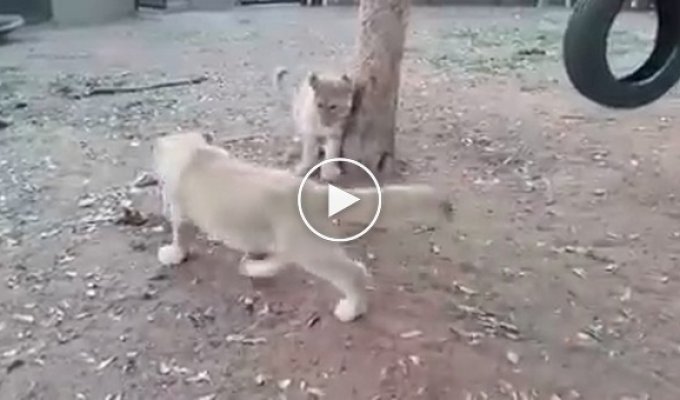 Собака нападает на котят