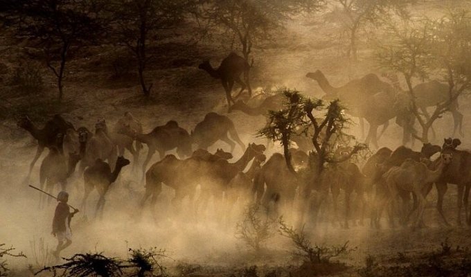 Самая большая в мире ярмарка верблюдов (29 фото)