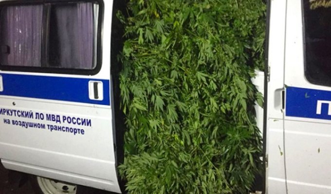 Оперативники вывезли полную Газель марихуаны с плантации под Иркутском (3 фото)
