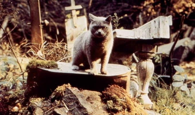 Как снимали  фильм "Кладбище домашних животных": кадры со съемок  и 15 интересных фактов о фильме (16 фото)