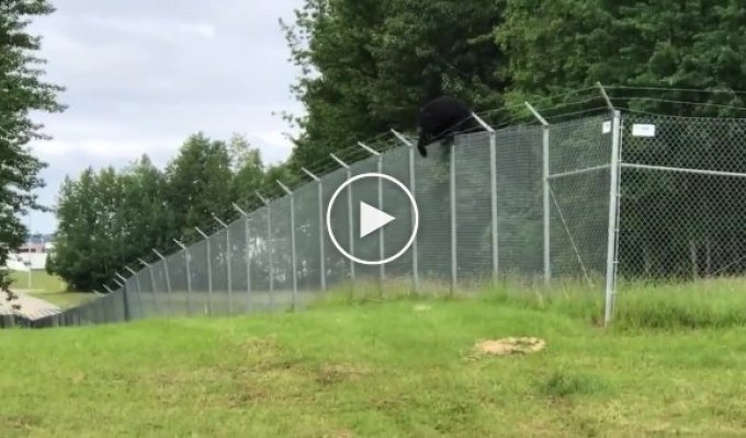 Медведь лезет через забор с колючей проволокой в Аляске