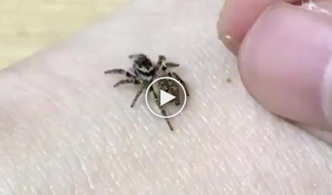 Парень кормит маленького паука