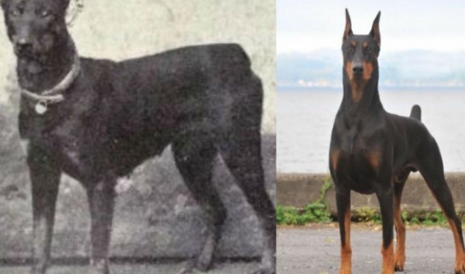 Как изменились собаки за последние 100 лет (24 фото)