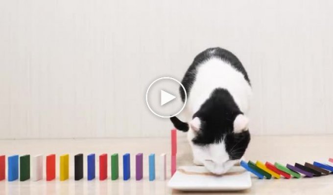 Домино и коты. Видео для очистки разума