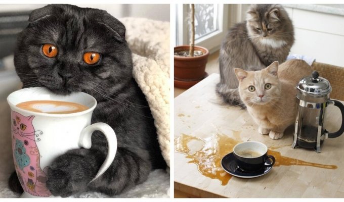 Кошки и кофе (30 фото)