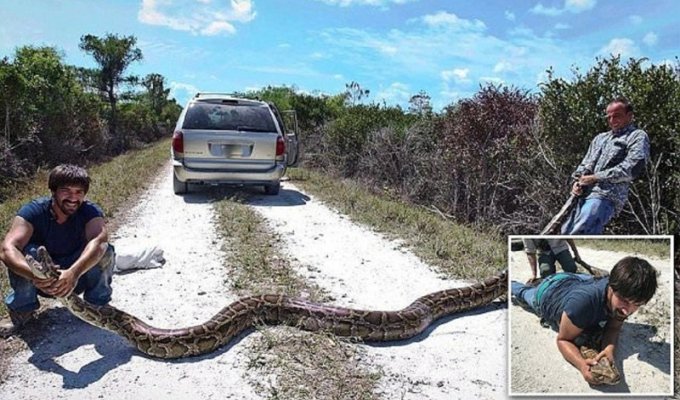 Охотники на змей поймали во Флориде пятиметрового питона! (7 фото)