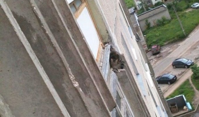 Спасение кошки, застрявшей на 7 этаже (5 фото)