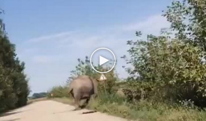 В Брестской области автолюбители встретили гуляющего вдоль дороги слона
