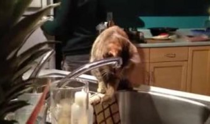Кот и капли воды