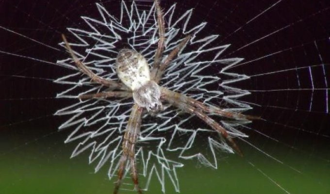 Пауки украшают паутину (14 фото)