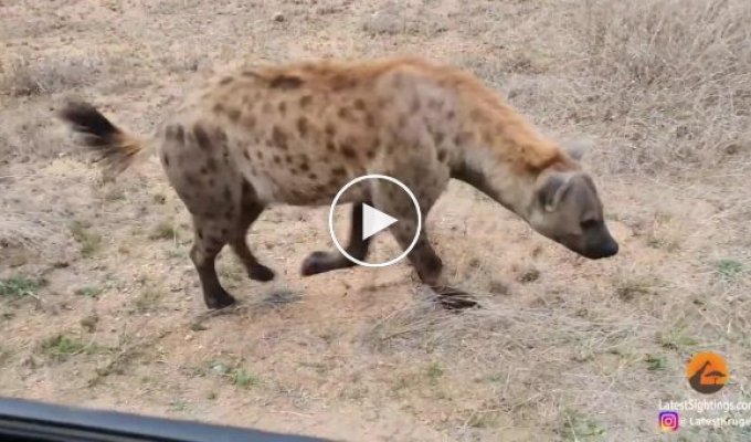 Напряженные кадры. Детеныш леопарда спасается бегством от гиены