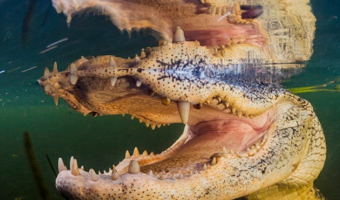 Лицом к лицу с крокодилом (9 фото)