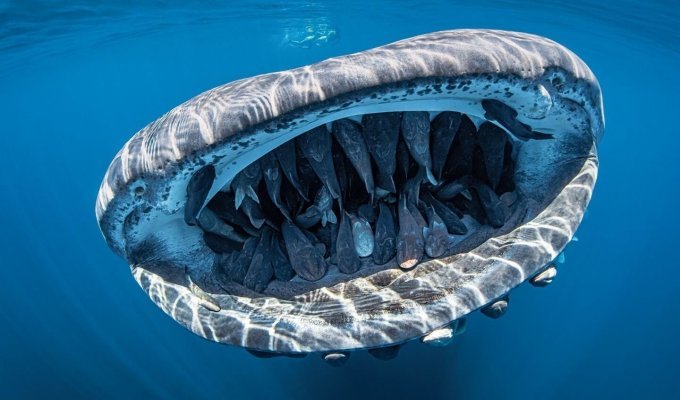 Китовая акула: Жатва Левиафана. Тысячи существ ежечасно измельчаются в питательную кашку (9 фото + 1 видео)