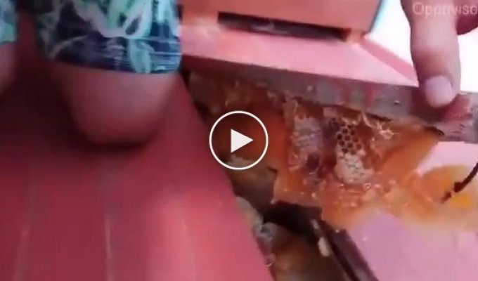 Во время ремонта на балконе мужчина нашел вкуснейший мёд