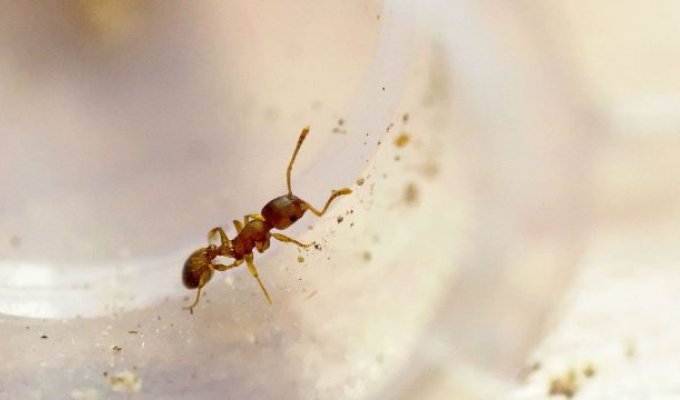 15 удивительных фактов о муравьях (15 фото)