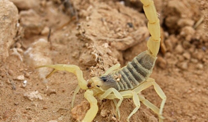 Самый ядовитый из скорпионов (15 фото + 3 видео)