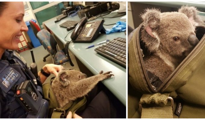 Австралийские полицейские нашли в сумке у задержанной женщины...коалу (7 фото)