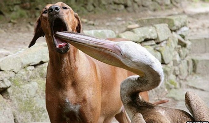  Пеликан попытался съесть собаку (2 фото)