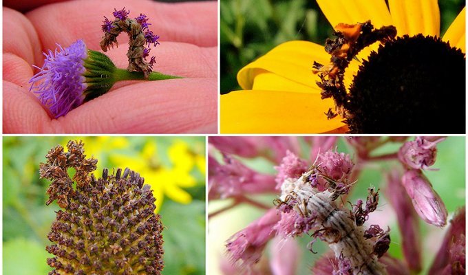 Чудеса мимикрии: Гусеница-цветок (12 фото)