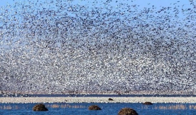 Миграция диких гусей (4 фото)
