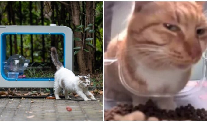 В Китае  стало популярно приложение, в котором можно покормить бездомного  кота и посмотреть, как он кушает (2 фото + 2 видео)