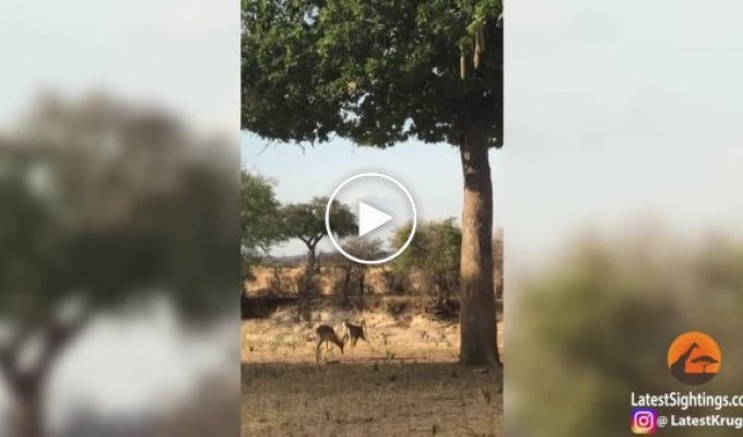Леопард настиг импалу впечатляющим прыжком с дерева