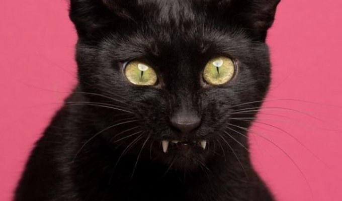 "Палитра эмоций" котов в объективе немецкого фотографа Нильса Якоби (15 фото)