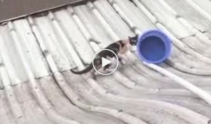 Спасение кошки которая застряла на крыше дома