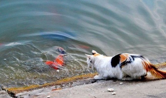 Фотоистория как кот словил золотую рыбку (10 фото)