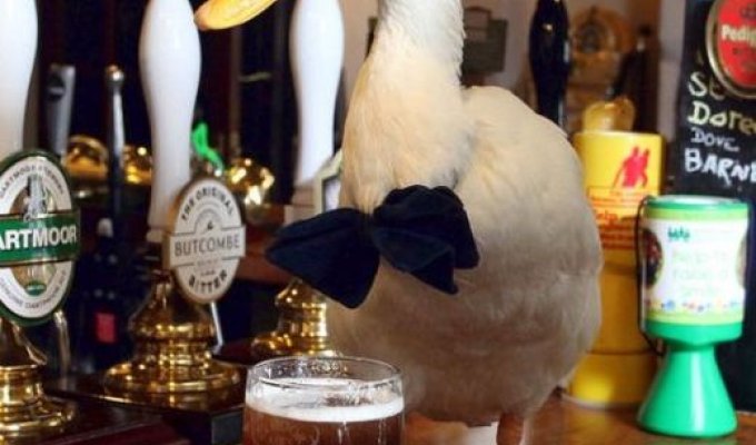 Любящая пиво утка стала талисманом британского паба (7 фото)
