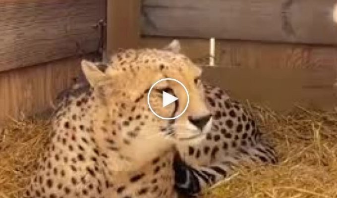 Гепарды которые умеют мявкать