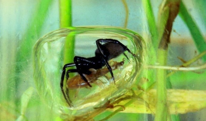 Единственный в мире подводный паук (11 фото)